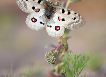 Parnassius apollo Parnassius apollo