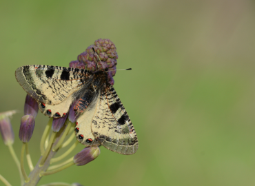 Archon apollinaris Archon apollinaris 