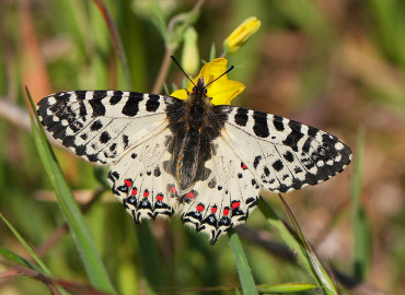 Allancastria cerisyi Allancastria cerisyi 