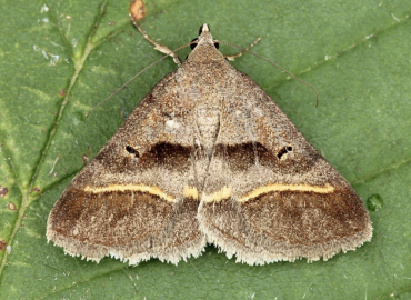 Acantholipes regularis