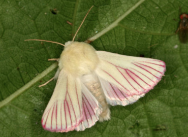 Aedophron phlebophora