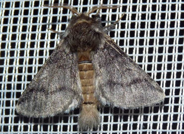 Thaumetopoea processionea