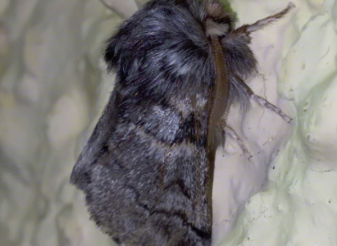 Traumatocampa pinivora