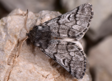 Traumatocampa pityocampa