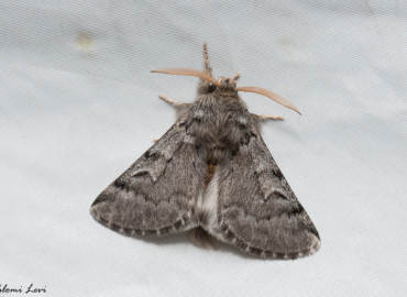 Thaumetopoea wilkinsoni