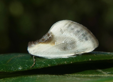 Cilix asiatica