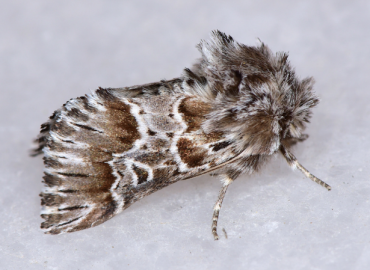 Amephana dalmatica Amephana dalmatica