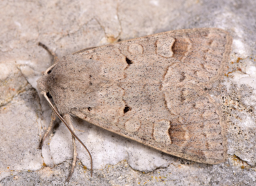 Ammoconia caecimacula Ammoconia caecimacula