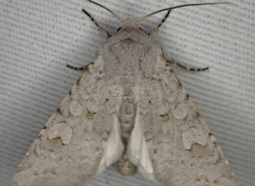 Ammoconia senex Ammoconia senex