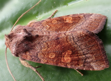 Amphipoea oculea Amphipoea oculea