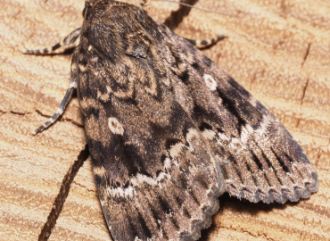 Amphipyra berbera Amphipyra berbera