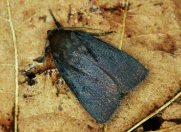 Amphipyra livida Amphipyra livida