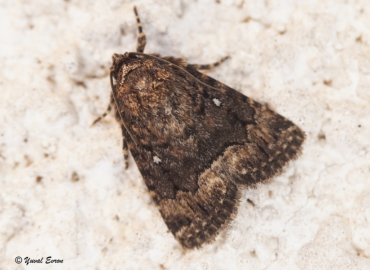 Amphipyra micans Amphipyra micans