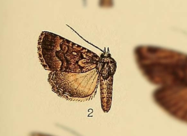 Amphipyra molybdea Amphipyra molybdea