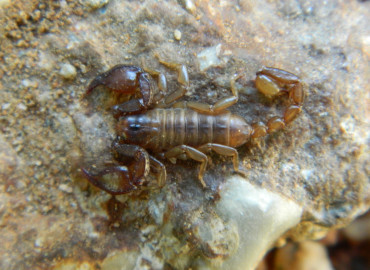 Arctornis l-nigrum (Müller, 1764)