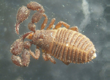 Pseudoscorpiones
