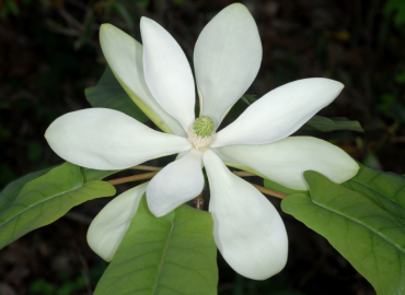 Magnoliaceae