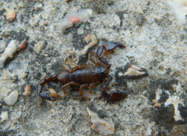 Alpiscorpius uludagensis Alpiscorpius uludagensis