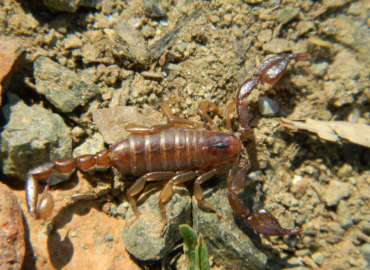 Alpiscorpius victori Alpiscorpius victori