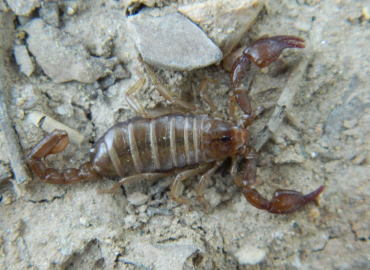 Alpiscorpius orgeli Alpiscorpius orgeli