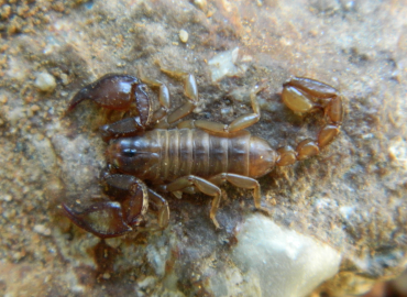 Euscorpius honazicus Euscorpius honazicus