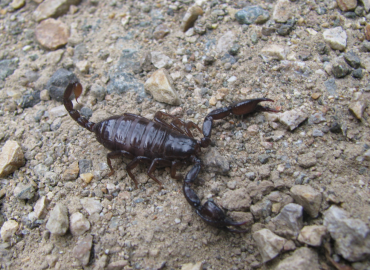 Alpiscorpius mingrelicus Alpiscorpius mingrelicus