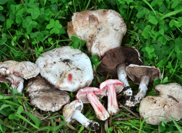 Agaricus benesii