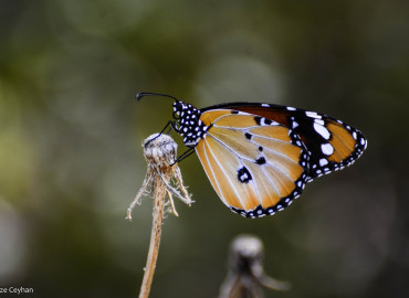 Lepidoptera (Kelebekler,Güveler) – Gamze Ceyhan, Aydın