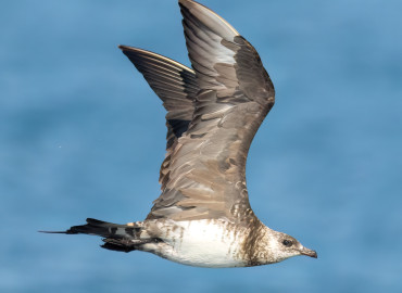 Stercorarius skua