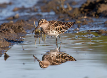 Limicola falcinellus