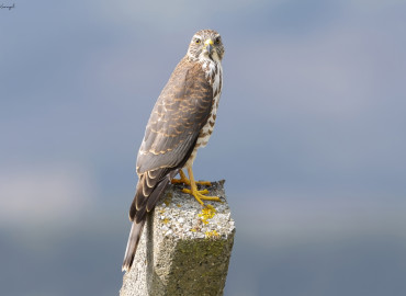 Accipiter brevipes