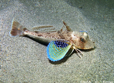 Chelidonichthys lucernus