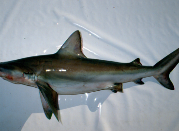 Carcharhinus altimus