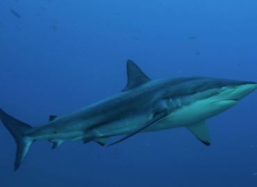 Carcharhinus brachyurus Carcharhinus brachyurus