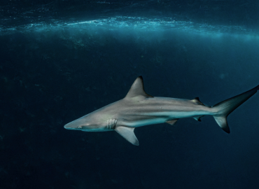 Carcharhinus limbatus