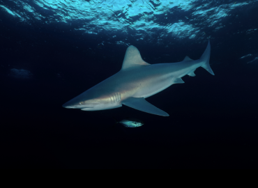 Carcharhinus plumbeus Carcharhinus plumbeus