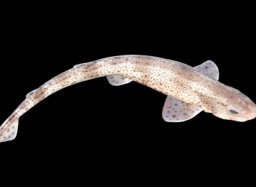 Scyliorhinus canicula
