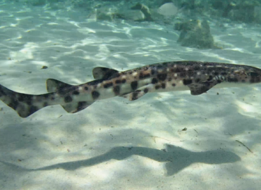 Scyliorhinus stellaris