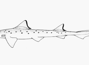 Mustelus punctulatus