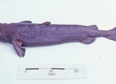 Centroscymnus coelolepis (Portekiz Köpekbalığı)