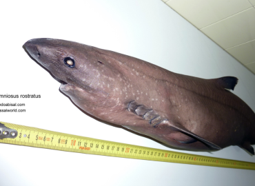 Somniosus rostratus fotoğrafı 1