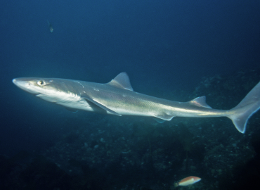 Squalus acanthias