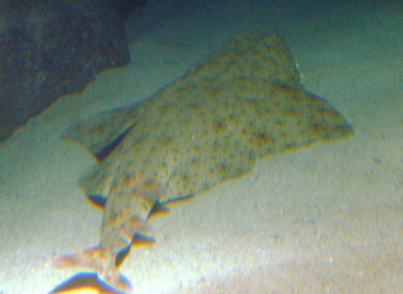 Squatina aculeata Squatina aculeata