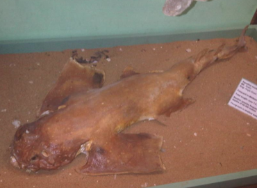 Squatina oculata Squatina oculata