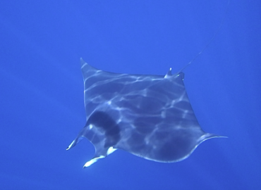 Mobula mobular Mobula mobular