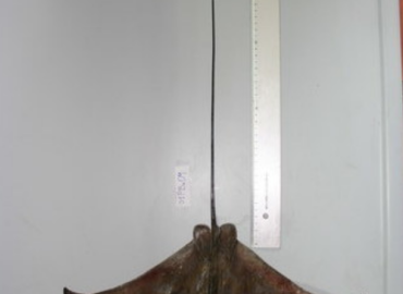 Pteromylaeus bovinus Pteromylaeus bovinus