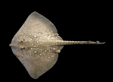 Malacoraja clavata (Çivili Vatoz)