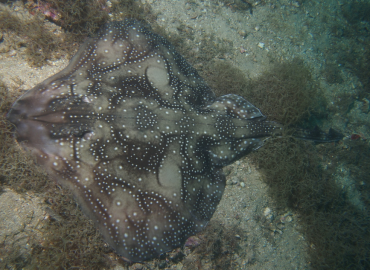 Raja undulata