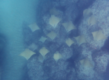 Rhinoptera marginata Rhinoptera marginata