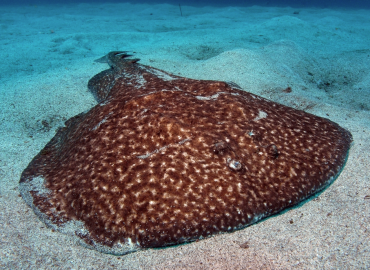 Torpedo marmorata Torpedo marmorata